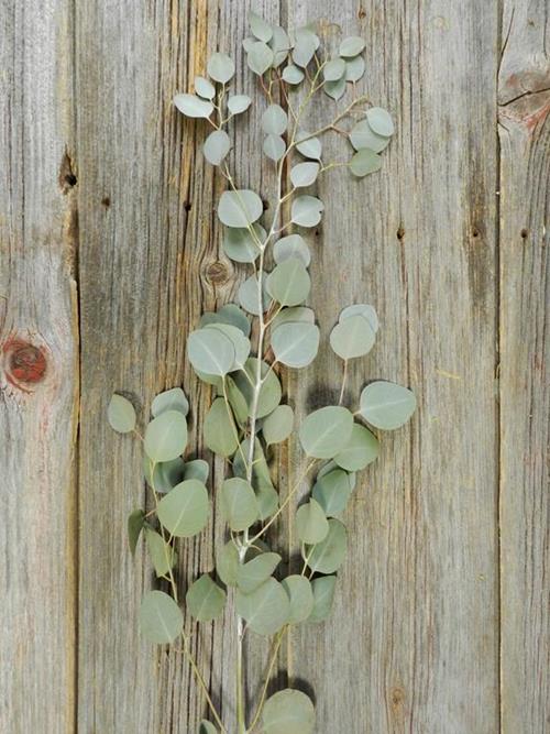 SILVER DOLLAR  GREEN EUCALYPTUS